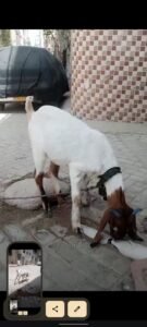 bakri for sale