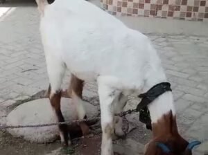 bakri for sale