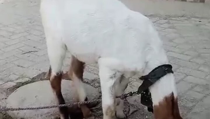 bakri for sale