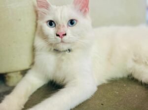Persian Cat