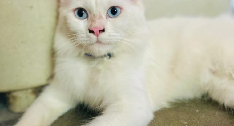 Persian Cat