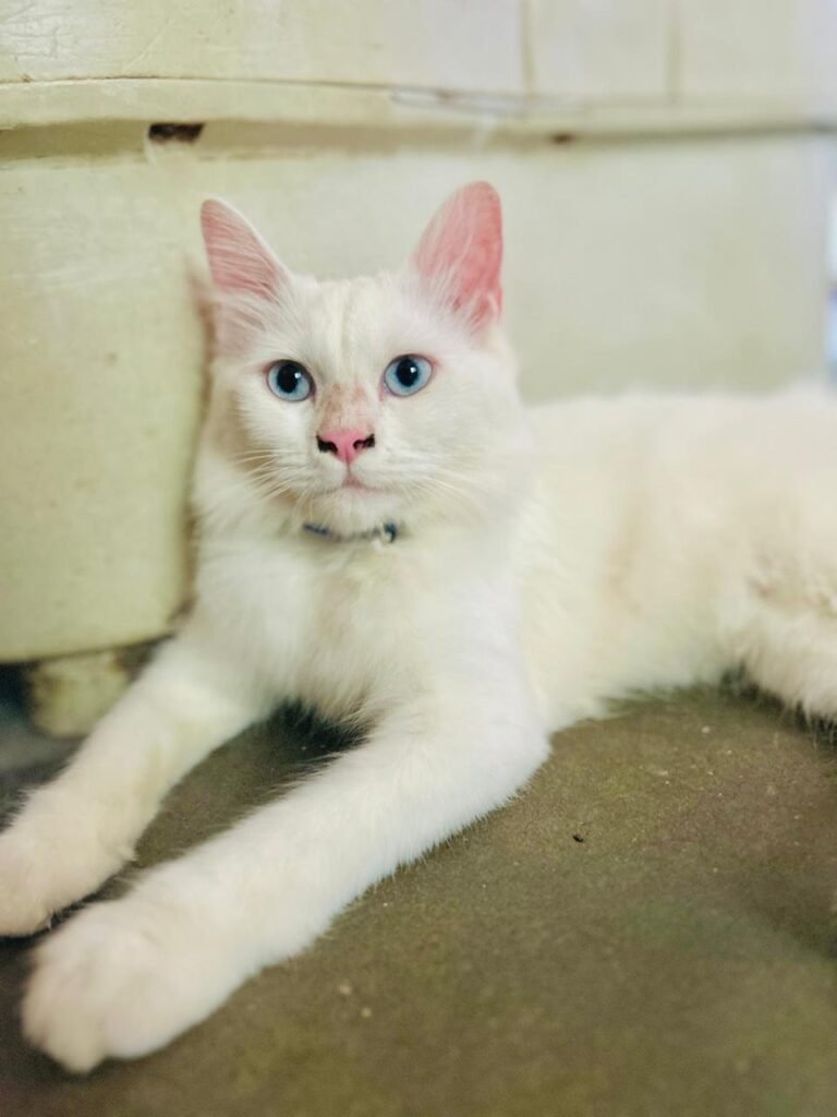 Persian Cat