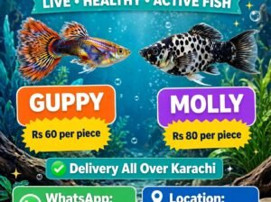 Guppy fish