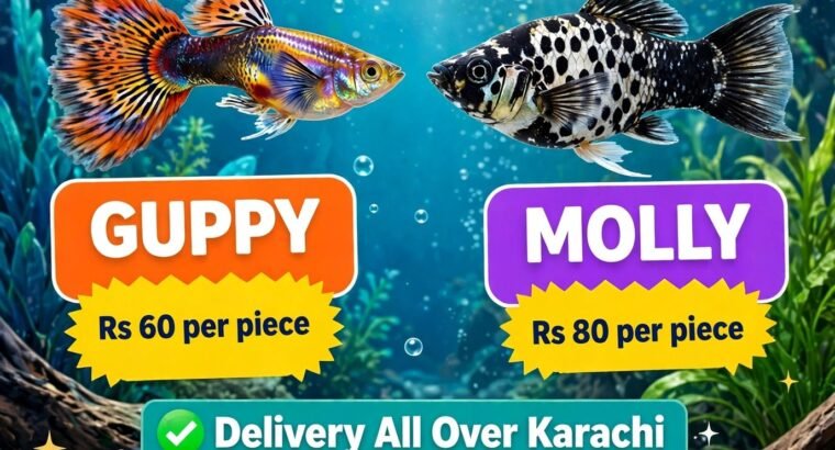 Guppy fish