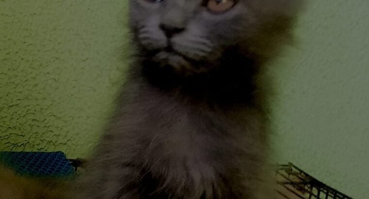 Persian Kittens