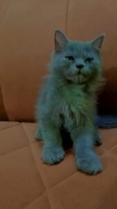 Persian Kittens