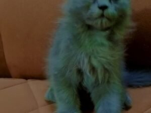 Persian Kittens