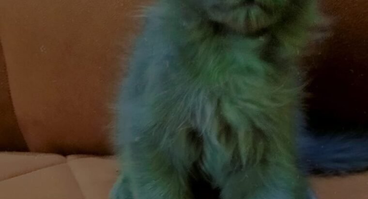 Persian Kittens