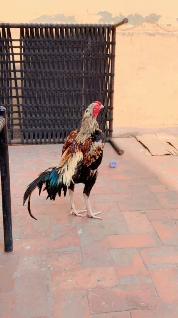 اصیل جاوا مرغا برائے فروخت خوبصورت رنگ اور دلکش دُم شاندار انداز - photo 3