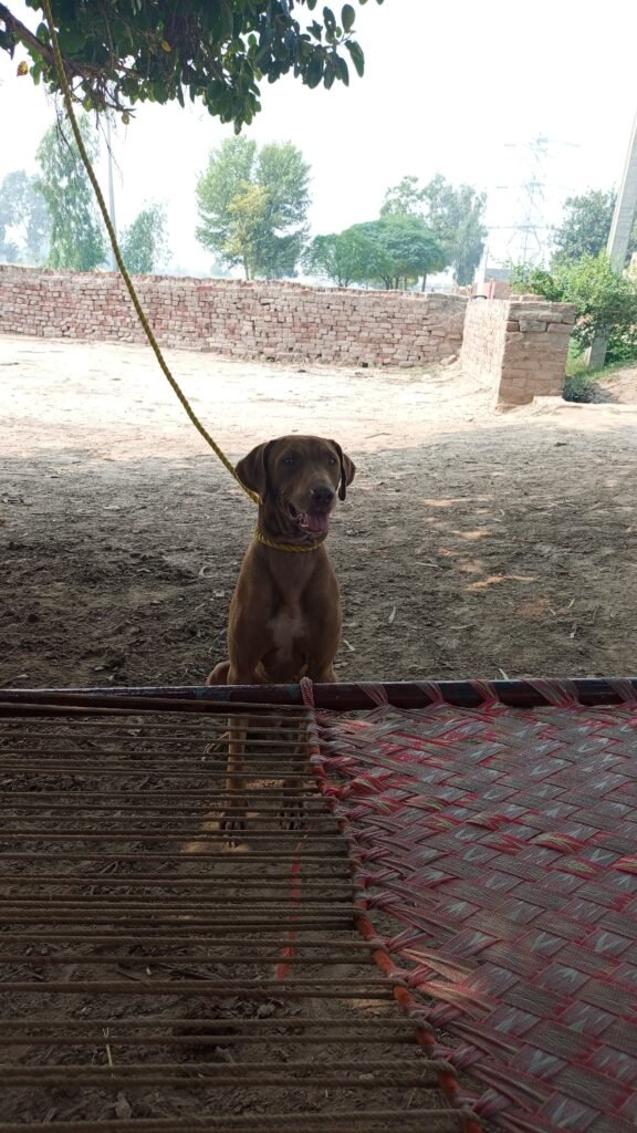 Chocolate German shorthaired pointer for Sale — Well Maintained - photo 2