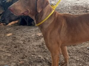 Chocolate German shorthaired pointer for Sale — Well Maintained