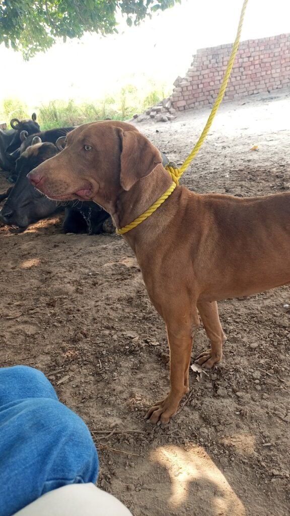 Chocolate German shorthaired pointer for Sale — Well Maintained - photo 1