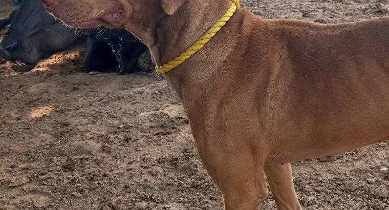 Chocolate German shorthaired pointer for Sale — Well Maintained