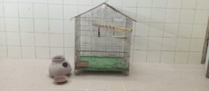 Good Condition Birds Cauge For Sale