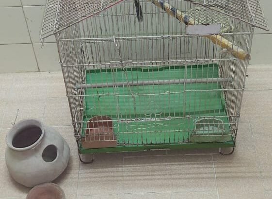 Good Condition Birds Cauge For Sale