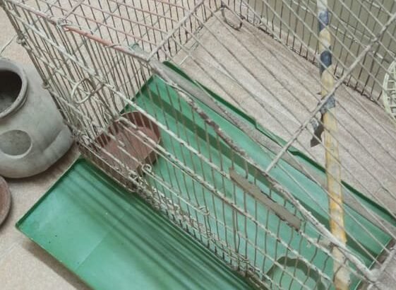 Good Condition Birds Cauge For Sale