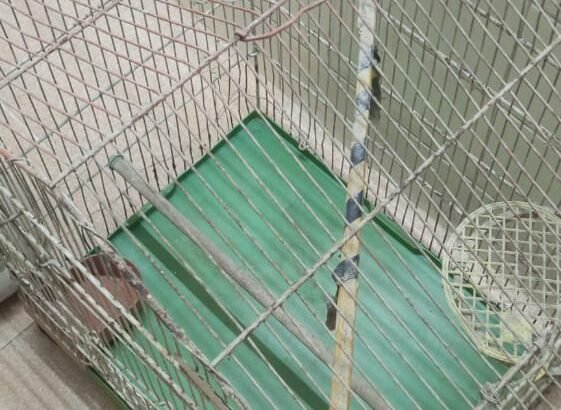 Good Condition Birds Cauge For Sale