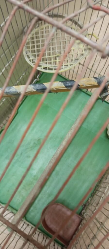 Good Condition Birds Cauge For Sale - photo 7