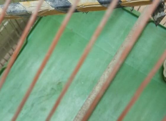 Good Condition Birds Cauge For Sale
